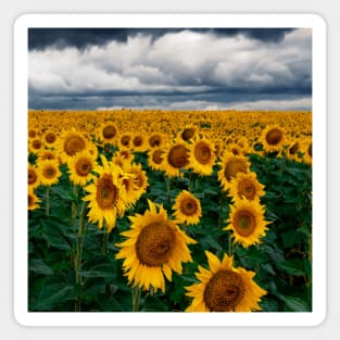 SCENERY 70 - Yellow Sunflower Blooming Flower Blossom Magnet